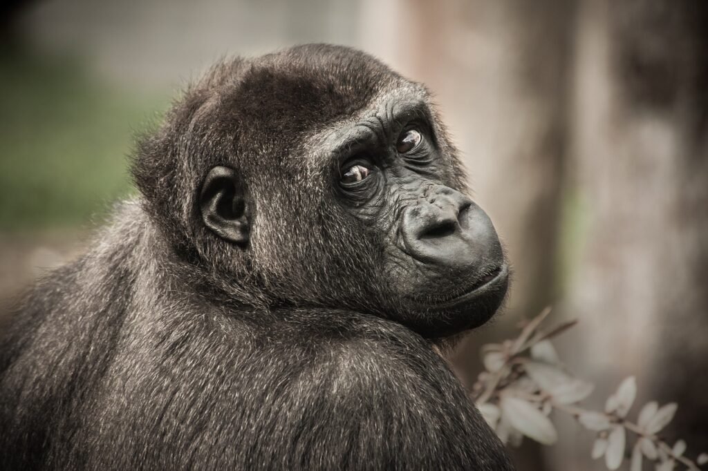 gorilla, mammal, animal